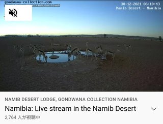 砂漠に設置された人工水飲み場を見守るライブカメラ配信が癒されると話題