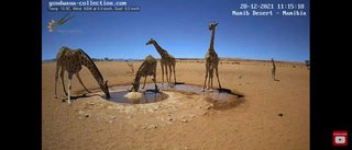 砂漠に設置された人工水飲み場を見守るライブカメラ配信が癒されると話題