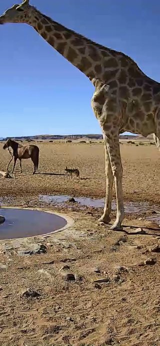 砂漠に設置された人工水飲み場を見守るライブカメラ配信が癒されると話題