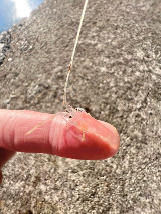 伊勢海老の赤ちゃん