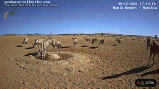 砂漠に設置された人工水飲み場を見守るライブカメラ配信が癒されると話題