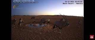 砂漠に設置された人工水飲み場を見守るライブカメラ配信が癒されると話題