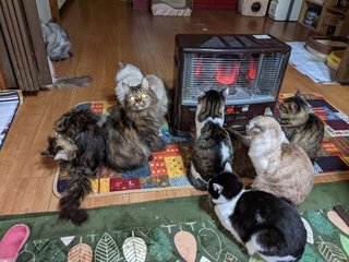 猫ぎゅうぎゅうで可愛すぎる