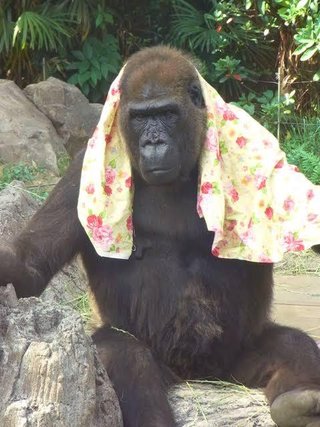 【訃報】ピーコさん亡くなる