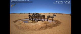 砂漠に設置された人工水飲み場を見守るライブカメラ配信が癒されると話題