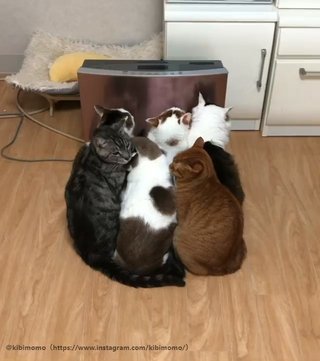 猫ぎゅうぎゅうで可愛すぎる