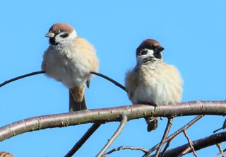 【兵庫】「モフモフ」に　冬対応のスズメ、最終形態へ　12月に入って急激に／丹波篠山市 