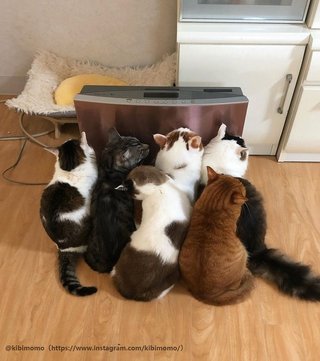 猫ぎゅうぎゅうで可愛すぎる