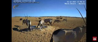 砂漠に設置された人工水飲み場を見守るライブカメラ配信が癒されると話題