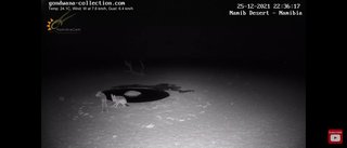 砂漠に設置された人工水飲み場を見守るライブカメラ配信が癒されると話題