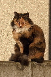 &#x{11:F8E2};なんでもいｰから&#x{11:F8E2};