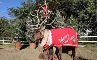 本物のトナカイが「神戸どうぶつ王国」に！　お鼻は真っ赤？