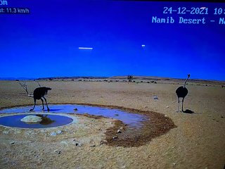 砂漠に設置された人工水飲み場を見守るライブカメラ配信が癒されると話題