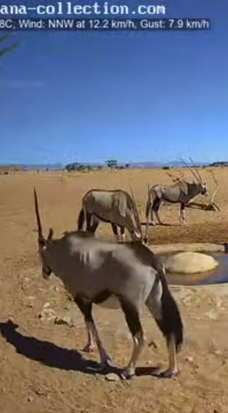 砂漠に設置された人工水飲み場を見守るライブカメラ配信が癒されると話題