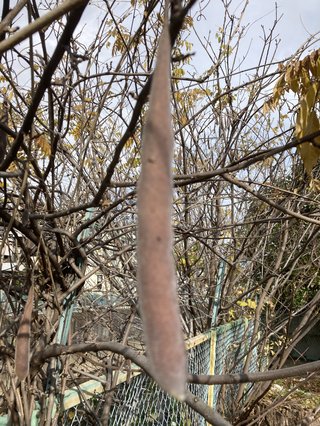 これってなんの豆？？