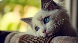 ロミにゃとジュリエにゃはこのお二方でよろしいかにゃ？