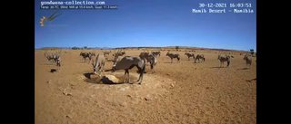 砂漠に設置された人工水飲み場を見守るライブカメラ配信が癒されると話題