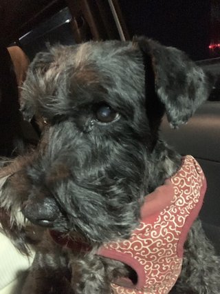 犬を保護しました。お力をお貸しください。