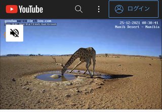 砂漠に設置された人工水飲み場を見守るライブカメラ配信が癒されると話題