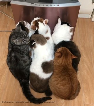 猫ぎゅうぎゅうで可愛すぎる