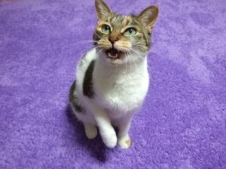 猫はあまり鳴かない動物だった！　なぜ飼い主に向かって鳴くのか？