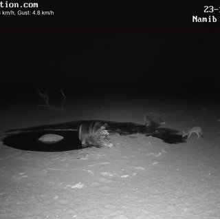 砂漠に設置された人工水飲み場を見守るライブカメラ配信が癒されると話題