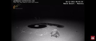 砂漠に設置された人工水飲み場を見守るライブカメラ配信が癒されると話題