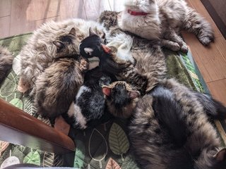 猫ぎゅうぎゅうで可愛すぎる