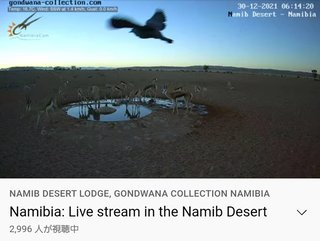 砂漠に設置された人工水飲み場を見守るライブカメラ配信が癒されると話題