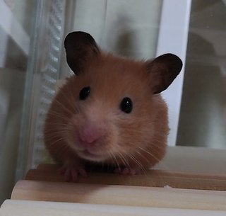 &#x{11:F8E2};なんでもいｰから&#x{11:F8E2};