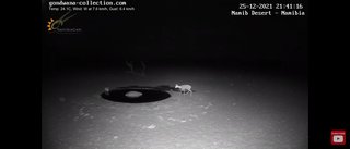 砂漠に設置された人工水飲み場を見守るライブカメラ配信が癒されると話題