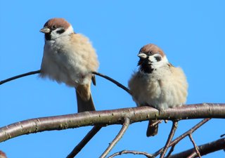 【兵庫】「モフモフ」に　冬対応のスズメ、最終形態へ　12月に入って急激に／丹波篠山市 