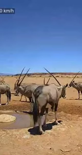 砂漠に設置された人工水飲み場を見守るライブカメラ配信が癒されると話題