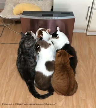 猫ぎゅうぎゅうで可愛すぎる