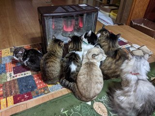 猫ぎゅうぎゅうで可愛すぎる