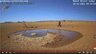 砂漠に設置された人工水飲み場を見守るライブカメラ配信が癒されると話題