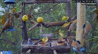 砂漠に設置された人工水飲み場を見守るライブカメラ配信が癒されると話題