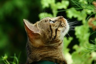 ロミにゃとジュリエにゃはこのお二方でよろしいかにゃ？