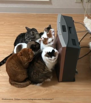 猫ぎゅうぎゅうで可愛すぎる