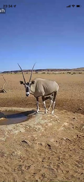 砂漠に設置された人工水飲み場を見守るライブカメラ配信が癒されると話題