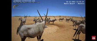 砂漠に設置された人工水飲み場を見守るライブカメラ配信が癒されると話題