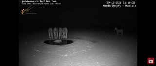 砂漠に設置された人工水飲み場を見守るライブカメラ配信が癒されると話題