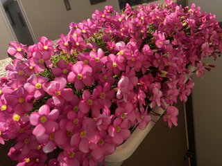 &#x{11:F9E6};&#x{11:F9E6};ガーデニング好きな方【情報交換】&#x{11:F9E6};&#x{11:F9E6};