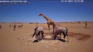 砂漠に設置された人工水飲み場を見守るライブカメラ配信が癒されると話題