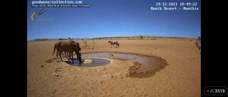 砂漠に設置された人工水飲み場を見守るライブカメラ配信が癒されると話題