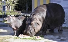 カバとゾウに特製クリスマスケーキプレゼント　とべ動物園