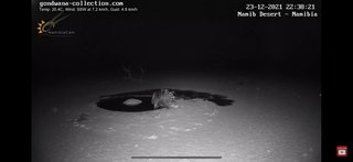 砂漠に設置された人工水飲み場を見守るライブカメラ配信が癒されると話題