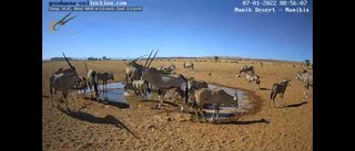 砂漠に設置された人工水飲み場を見守るライブカメラ配信が癒されると話題