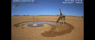 砂漠に設置された人工水飲み場を見守るライブカメラ配信が癒されると話題