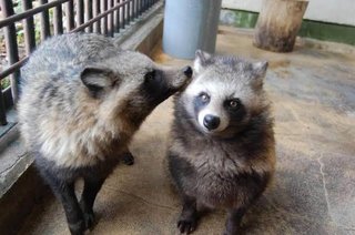 タヌキもアライグマもハクビシンも可愛いのに